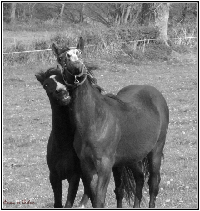 Photos de chevaux pour noms de tables 2009_034