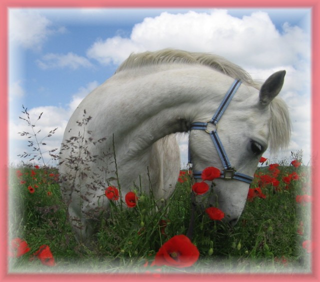 Photos de chevaux pour noms de tables Lauria10