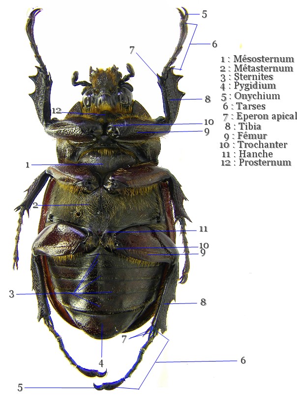 morphologie - Morphologie Coléoptère Morpho11