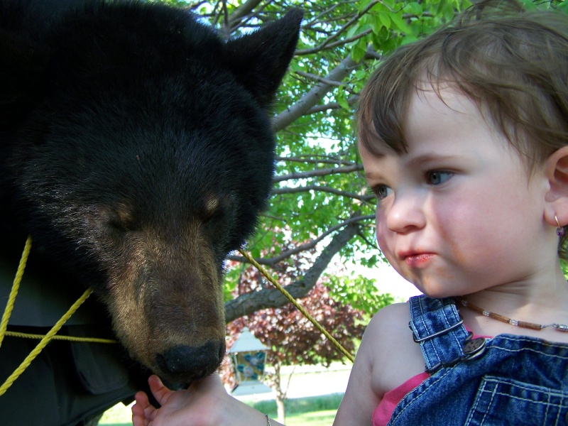 Ma cocotte avec ses deux nounours 100210