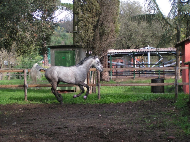 Portos le cheval de Paloma Cours_45