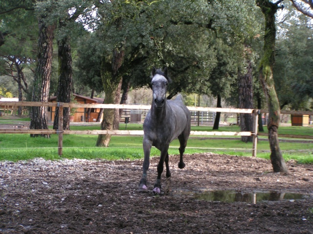 Portos le cheval de Paloma Cours_47