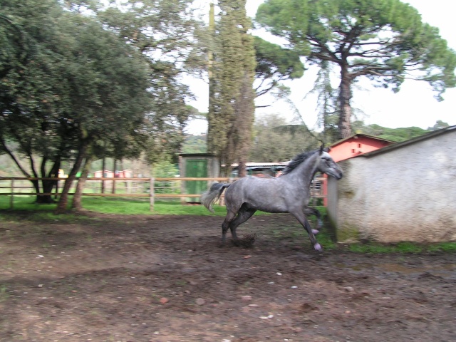 Portos le cheval de Paloma Cours_49