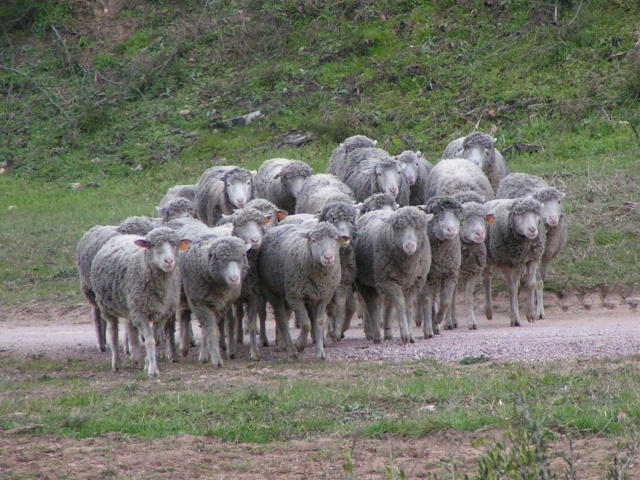 les moutons tondent ... Cours_95