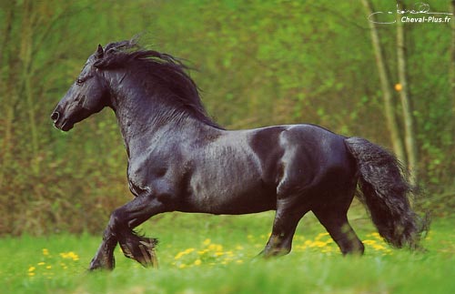 venez poster vos plus belles photos de chevaux M3htr010