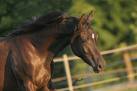 venez poster vos plus belles photos de chevaux Neaxca10