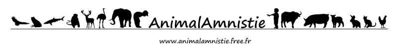 CONCOURS DE CREATION LOGO ASSOCIATION ANIMAL AMNISTIE - Page 2 Logo4_10