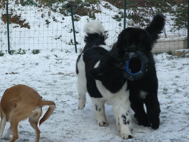 UNE SUPER RENCONTRE A PARIS DOG SHOW 2009.... P1050316