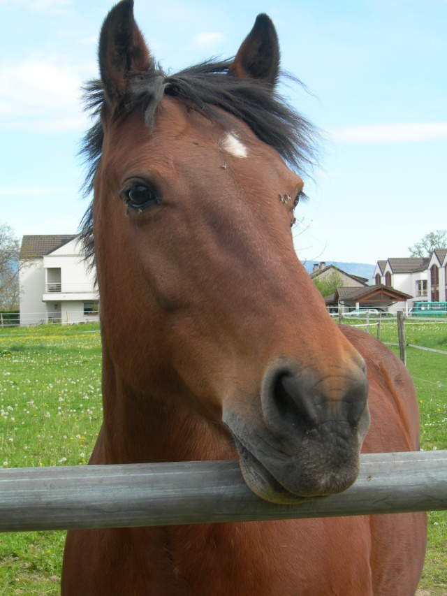 Dans ma présentation je vous est parlé que j'avais des chevaux que je profite de vous présenter Dscn7614