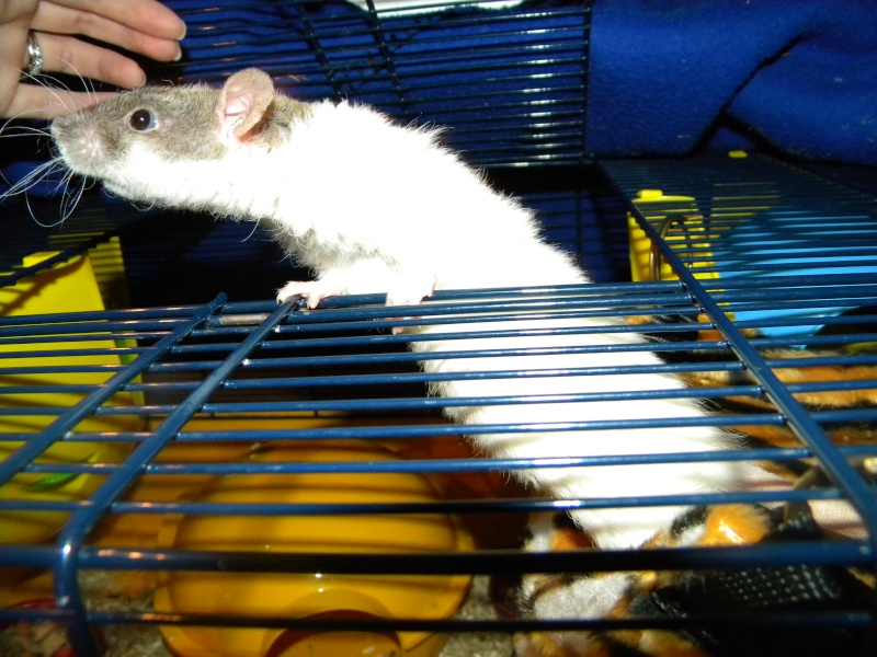 donne 3 rats frisés photos adoption urgente le gros bat les petits  Rat_0111
