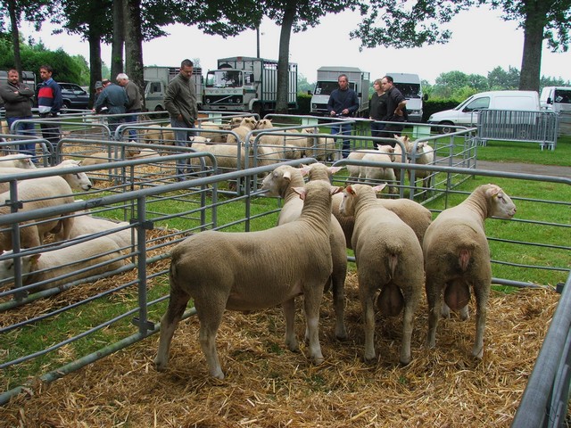 foire aux béliers de Bellac Champ_11