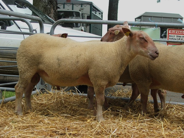 foire aux béliers de Bellac Rouge_11