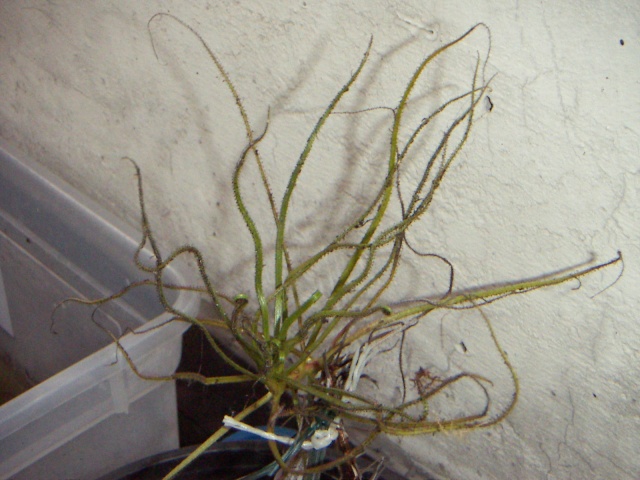 Drosophyllum 28_4_014