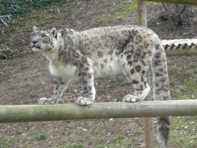 zoo de st martin la plaine Dscn0613