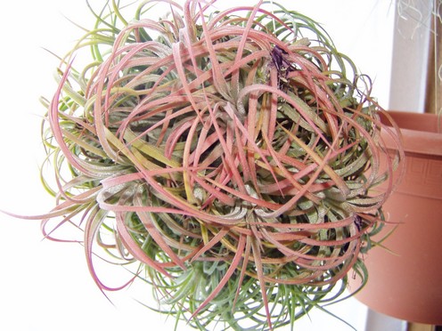 * Orchides - Tillandsias - Bromliaces * - Portail Boulei13