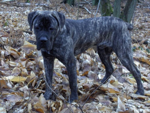 Djaï, cane corso de 7 mois LOF - Page 2 8216bn10