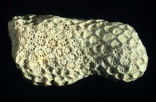 Coral fosilizado del Eoceno 2f110