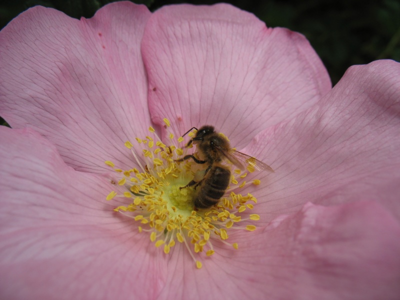 [Apis mellifera] Les abeilles 20_mai11