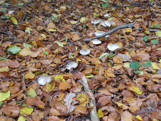 Clitocybe nébuleux 25_oct13