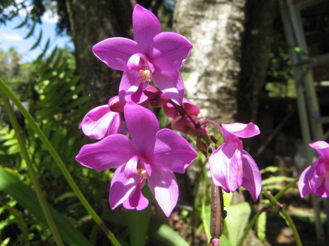 une orchidée de ma kia Lorette Img_0410