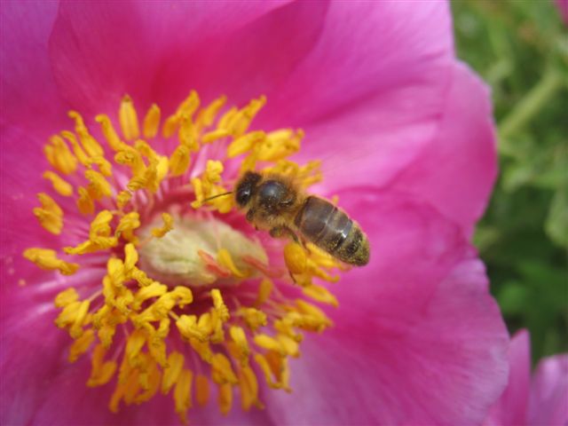 [Apis mellifera] Les abeilles Jardin26