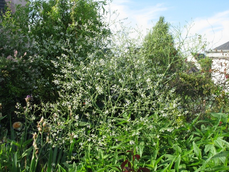 Crambre Cordifolia 12610