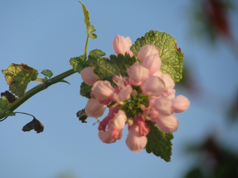 Lamium maculatum 'Pink Pewter'....   Franie  :-) 23-avr10