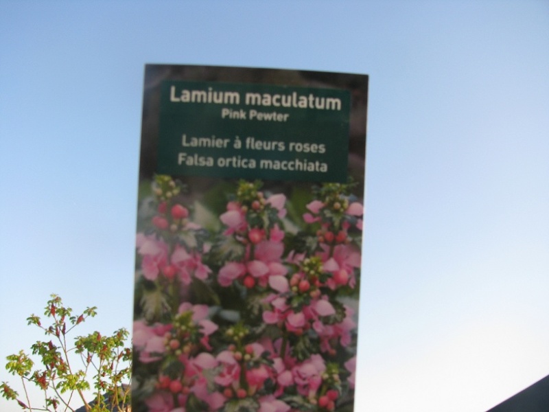 Lamium maculatum 'Pink Pewter'....   Franie  :-) 23-avr11