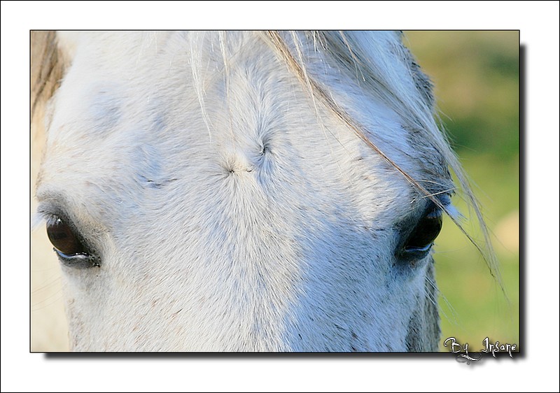 Ta d'beaux yeux tu sais ? Img_3510