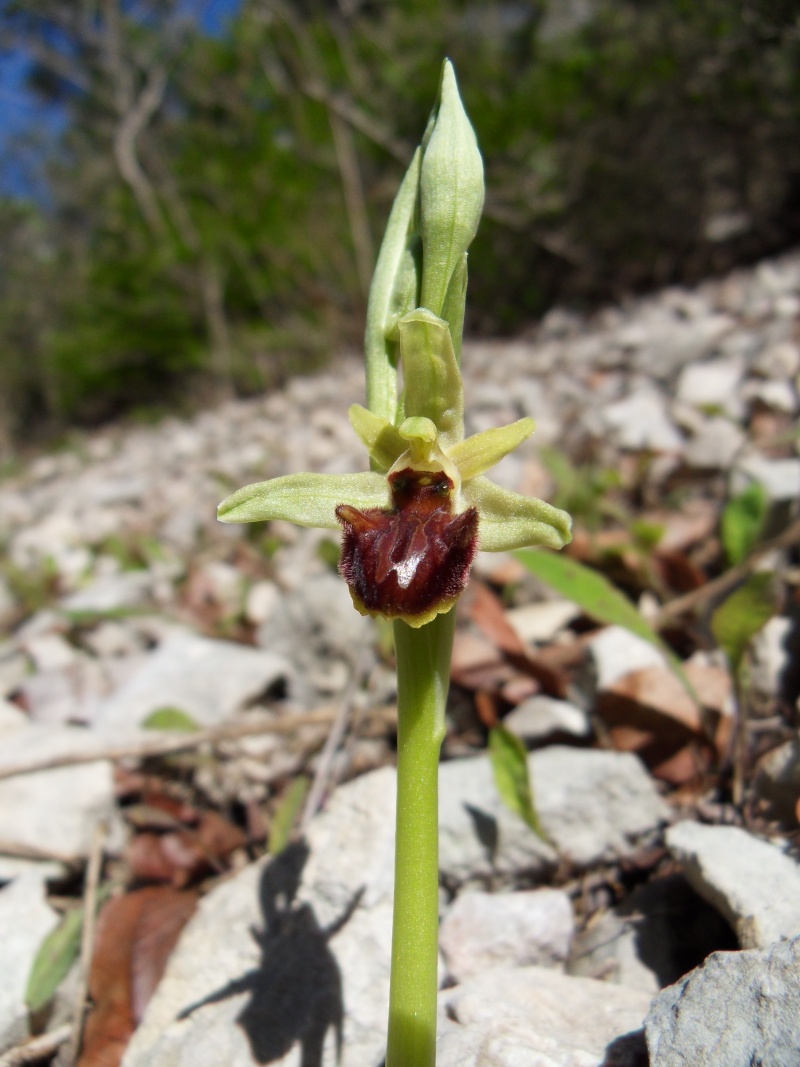 Ophrys aranifera massiliensis ( Ophrys de Marseille ) Ophrys13