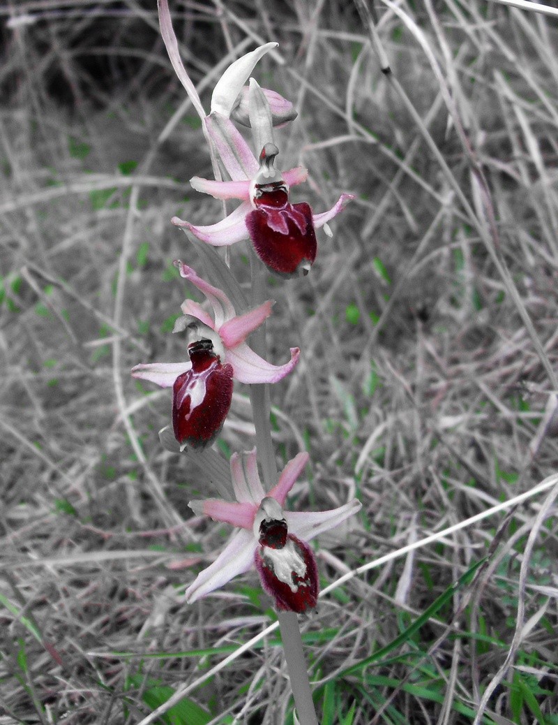 S'amuser avec nos photos ! Ophrys26