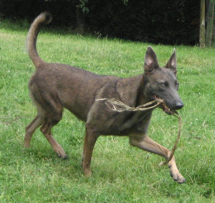 Il parait que j'ai les yeux revolvers(malinois gene bleu) - Les autres  animaux - Nimo