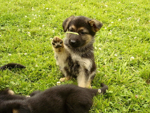 Bambou X Skippy, chiots Berger Allemand à La Vallée des Secrets ! - Page 10 Ever10