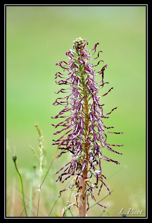 Himantoglossum hircinum  ( Orchis bouc ) Ob110