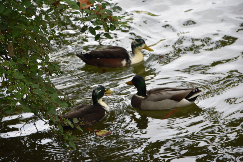 LES ANGE'S EN PROMENADE Ang_1422