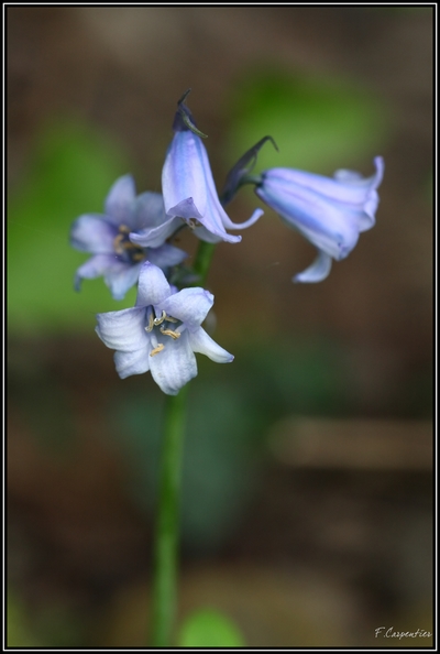 Les fleurs de Dave - Page 3 Muguet12