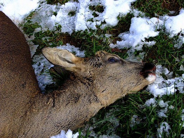 Vos journées de chasse, saison 2010/2011 !  - Page 38 Brocar11