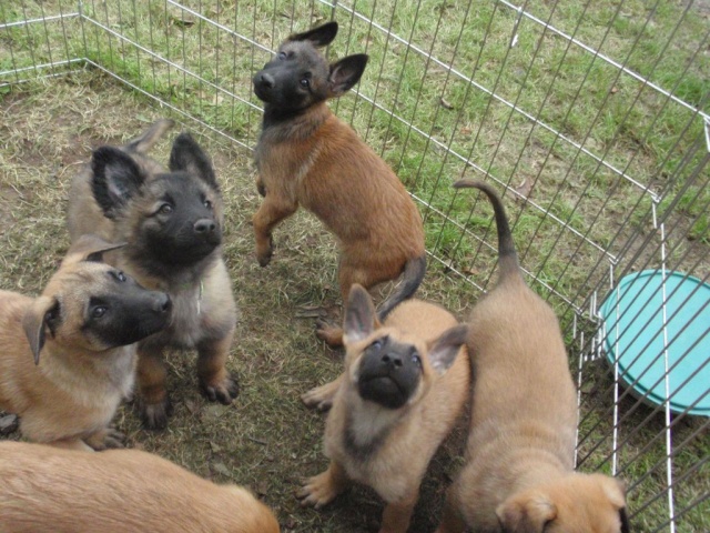 Photos de groupe Chiots26