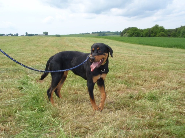 NINA femelle croisée Rottweiler de 1 an (contrat SCB) Nina10