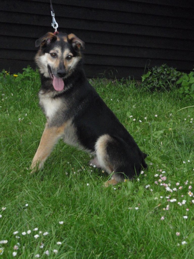 Tommy Croisé Berger 3 ans male castré  (FA Igloo Belgique) Tomy_510