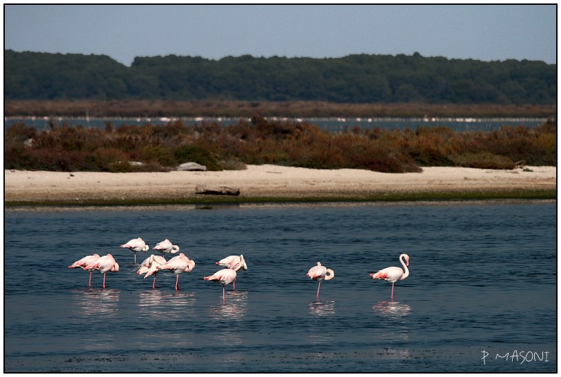 Flamant rose par dmode Pma10110