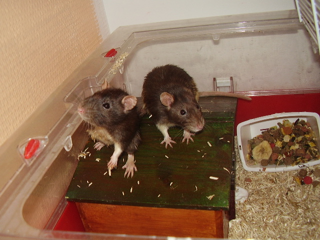 Sauvetage de 150 rats chez moi (fev 2010) 02010