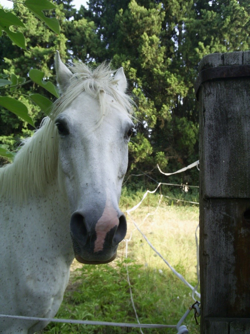 Mes Loulou Babylo10