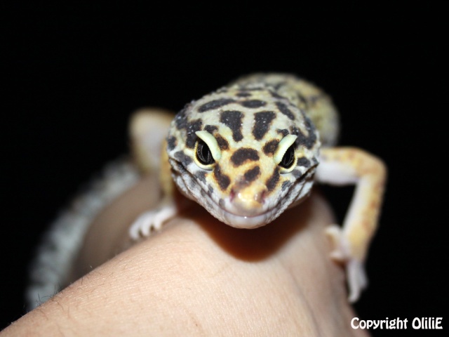Mes Em (gecko léopard) 1muchu11
