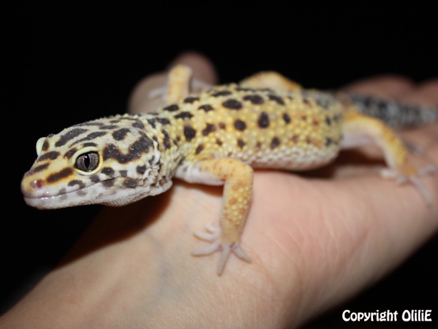 Mes Em (gecko léopard) 1muchu12