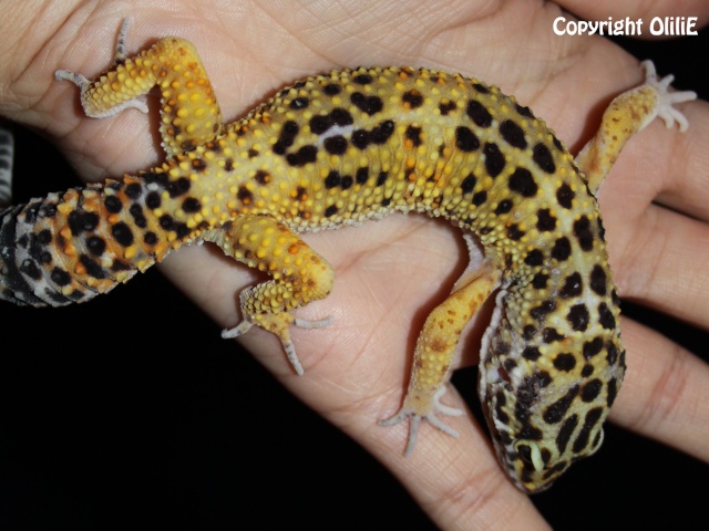 Mes Em (gecko léopard) 1muchu13