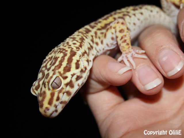 Mes Em (gecko léopard) 2_meik10