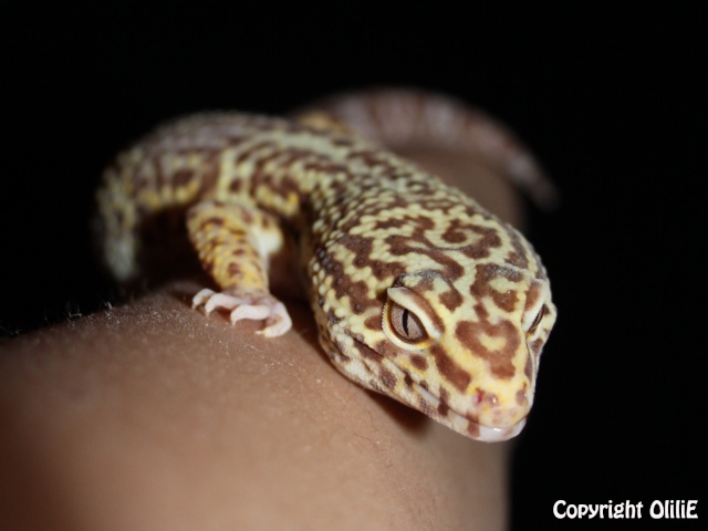 Mes Em (gecko léopard) 2_meik11