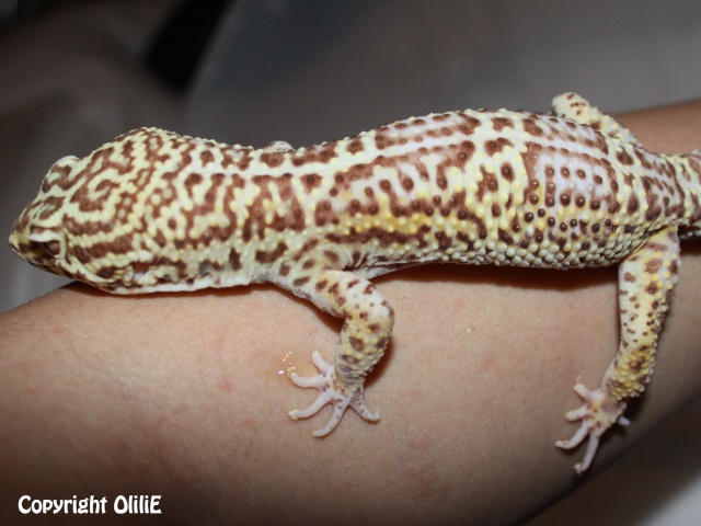 Mes Em (gecko léopard) 2meiko10