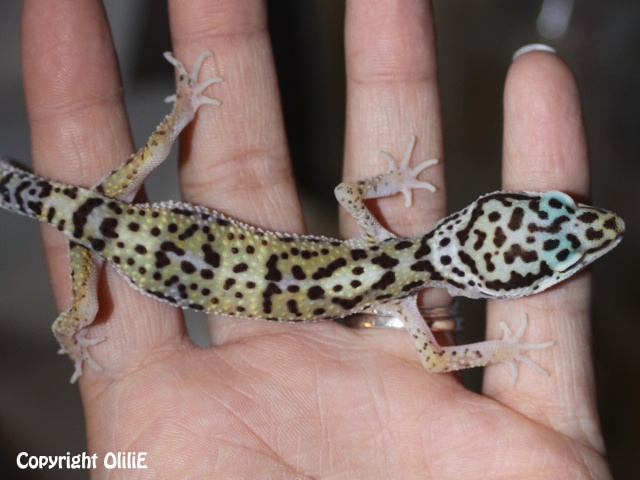 Mes Em (gecko léopard) 3littl10